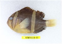 藏品(克氏海葵魚)的圖片